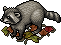 Rakun