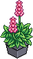Delphinium Bitkisi 