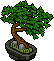 Çin Banyan Bonsai