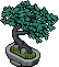 Akçam ağacı Bonsai