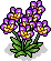 br_c25_orchids4 name