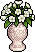 Beyaz Amaryllis