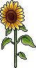 nft_sc25_sunflowers name