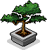 Bonsai Ağacı