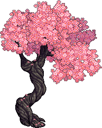 Sakura ağacı