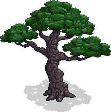 Dev Bonsai Ağacı