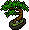 Çin Banyan Bonsai
