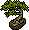 Japon Boxthorn Bonsai